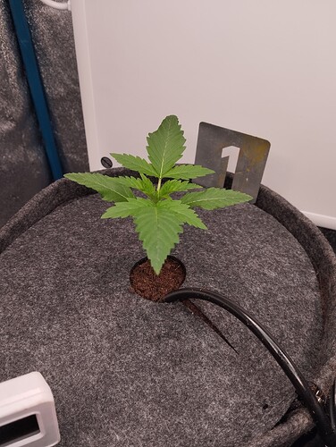 Growreport Bild 2