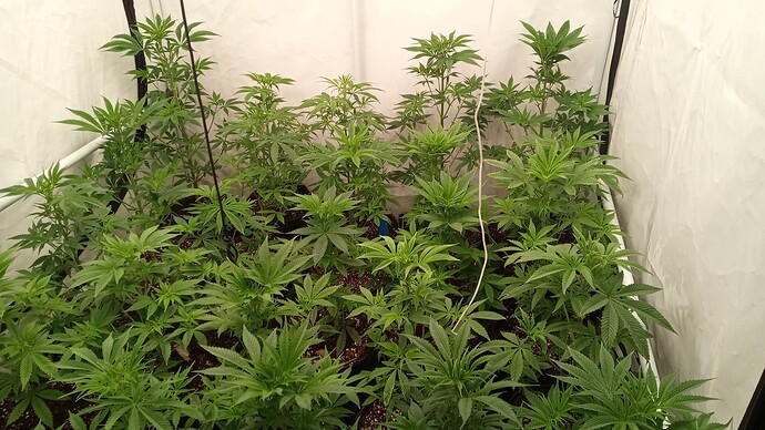 IMG_20241221_150425_409