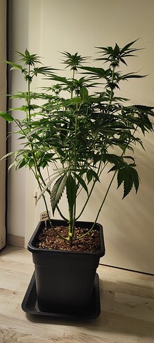 Growreport Bild 2