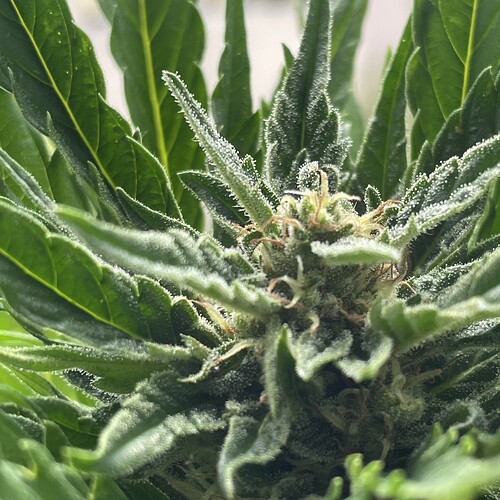 Growreport Bild 13