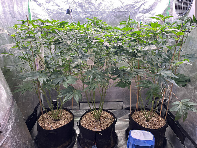 Growreport Bild 3