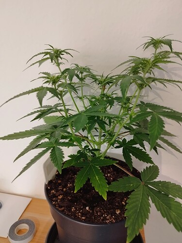 Eine junge Cannabispflanze in einem schwarzen Topf mit Erde, die sich in der Wachstumsphase befindet. Die Pflanze hat mehrere Verzweigungen und beginnt, kleine Blütenansätze zu zeigen.