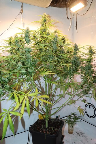 Growreport Bild 6