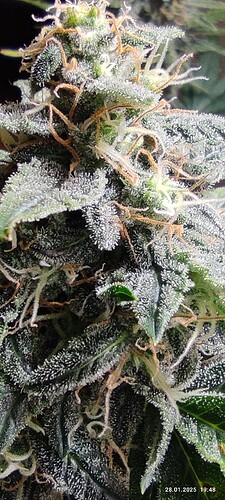 Growreport Bild 19