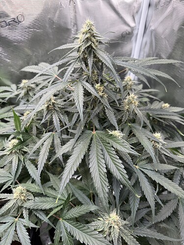 Growreport Bild 8