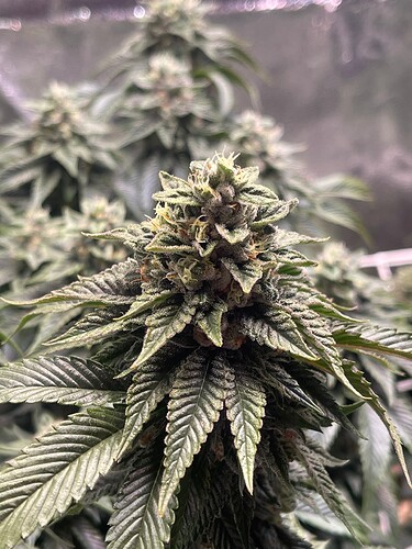 Growreport Bild 5