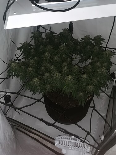 Growreport Bild 2