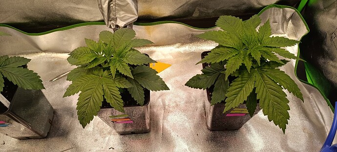 Growreport Bild 3