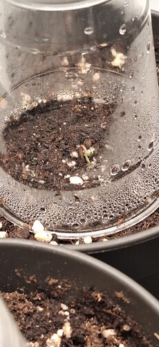Growreport Bild 1