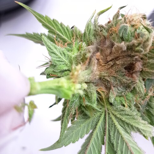 Growreport Bild 29