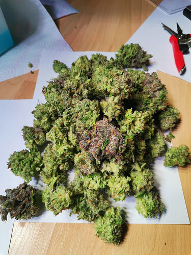 Growreport Bild 5