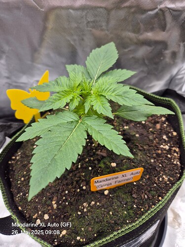 Growreport Bild 6