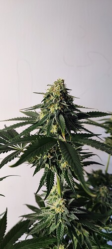 Growreport Bild 2