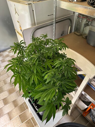 Growreport Bild 44