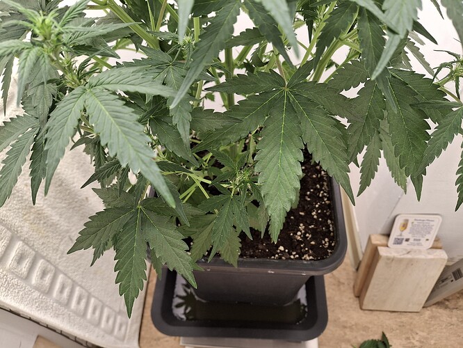 Growreport Bild 95