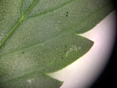 Growreport Bild 9