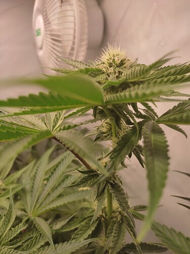 Growreport Bild 5