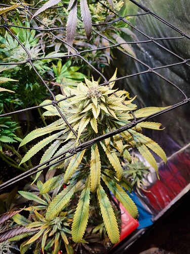 Eine blühende Cannabispflanze mit gelben Blättern, die durch ein Netz gehalten wird.