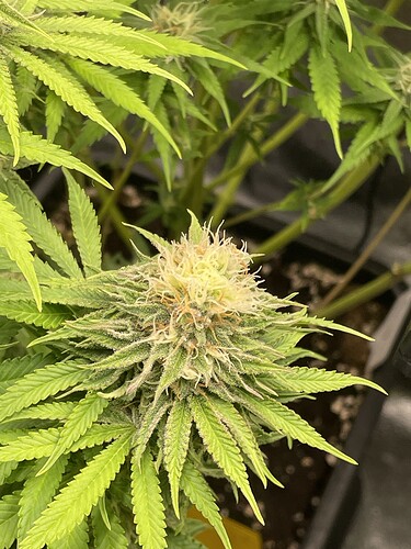 Growreport Bild 9