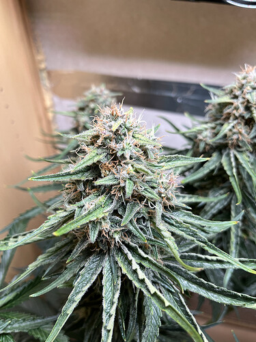 Growreport Bild 6