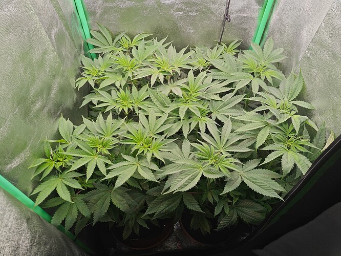 Growreport Bild 5