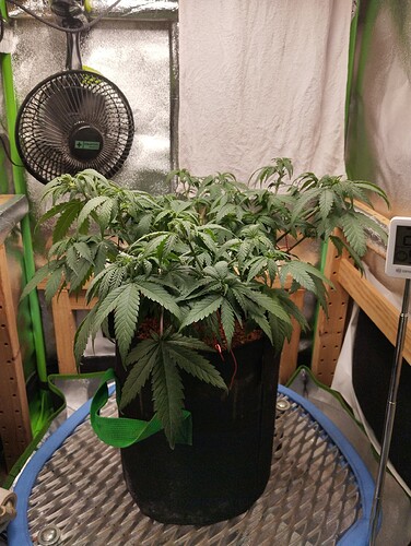 IMG_20241029_173115 - Kopie