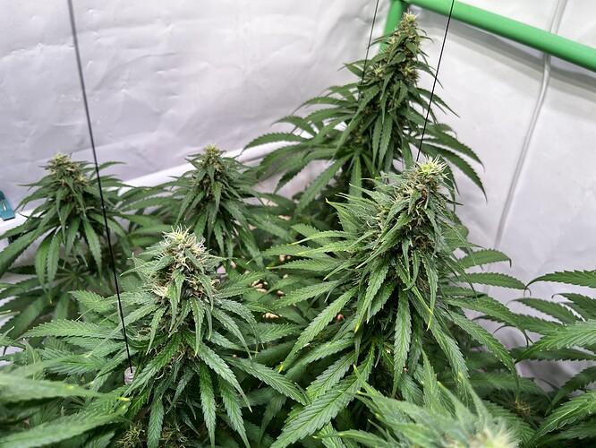 Growreport Bild 6
