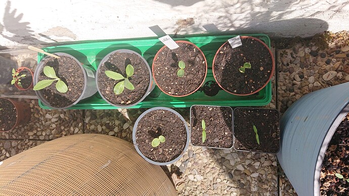 Growreport Bild 31
