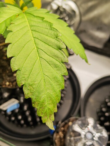 Growreport Bild 2