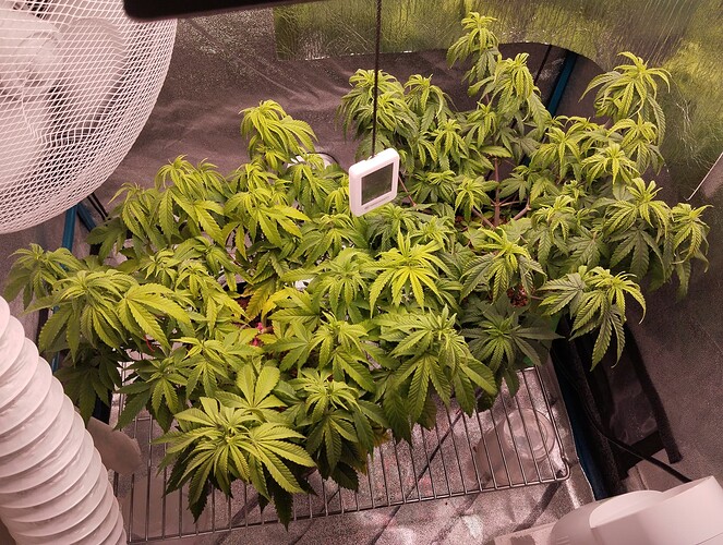 IMG_20241105_195941 - Kopie