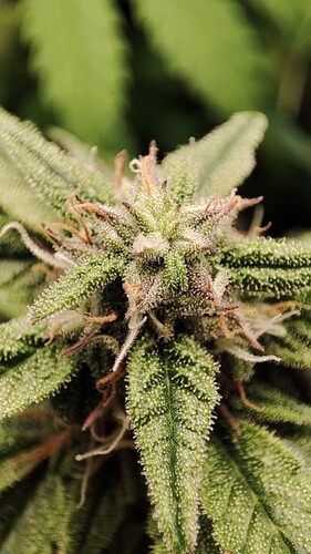 Growreport Bild 2