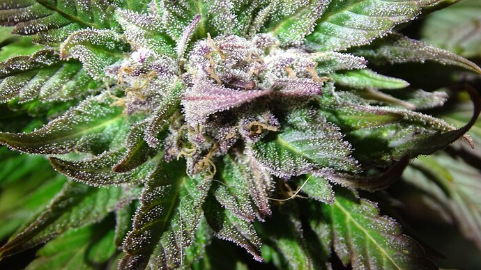 Growreport Bild 2