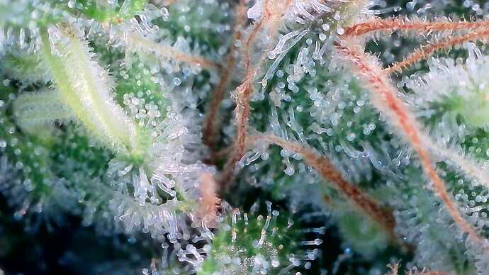 Growreport Bild 53