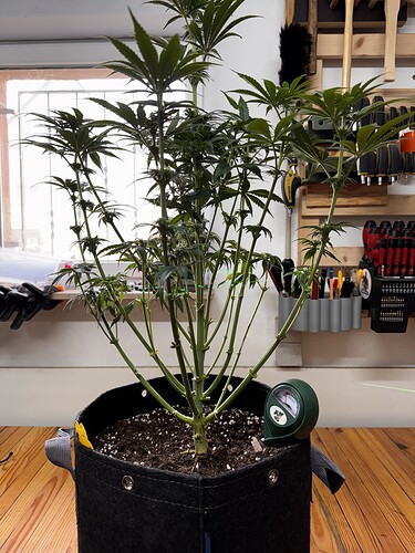 Growreport Bild 5