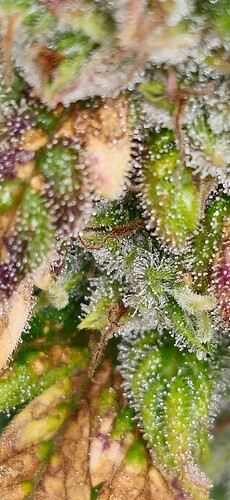 Growreport Bild 29