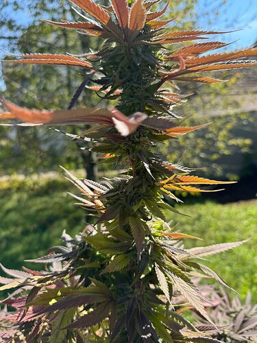 Growreport Bild 14