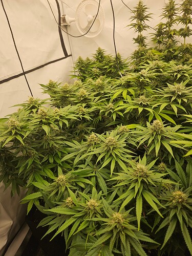 Growreport Bild 3