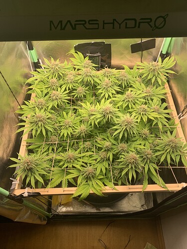 Growreport Bild 2