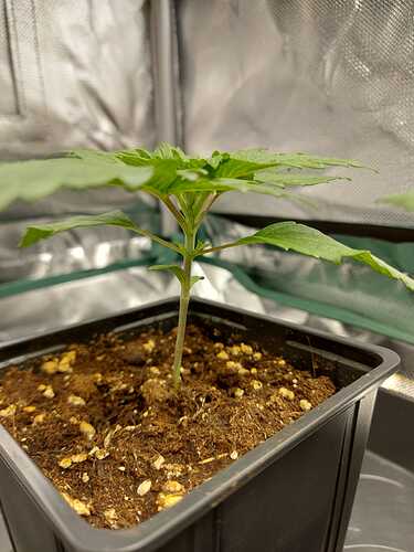 Growreport Bild 11