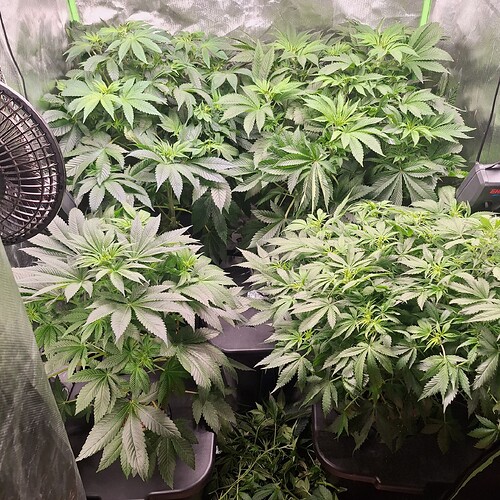 Mehrere Cannabis-Pflanzen in einem Zelt, die sich im Wuchs befinden. Eine Pflanze ist im Vordergrund links, eine weitere im Vordergrund rechts, und zwei weitere sind im Hintergrund zu sehen. Ein Ventilator ist links im Bild angebracht.