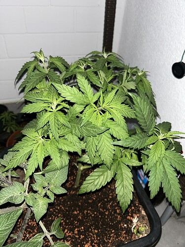 Growreport Bild 5