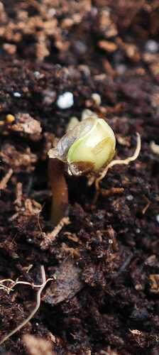 Growreport Bild 26