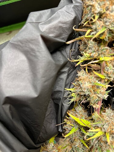 Growreport Bild 13