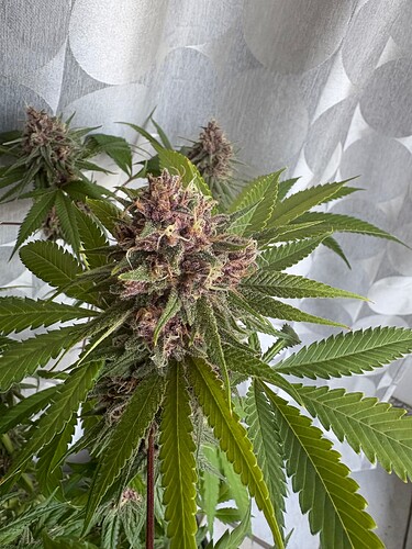 Growreport Bild 5
