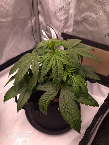 Eine junge Cannabis-Pflanze in einem Growzelt, mit einem Etikett am Topf.