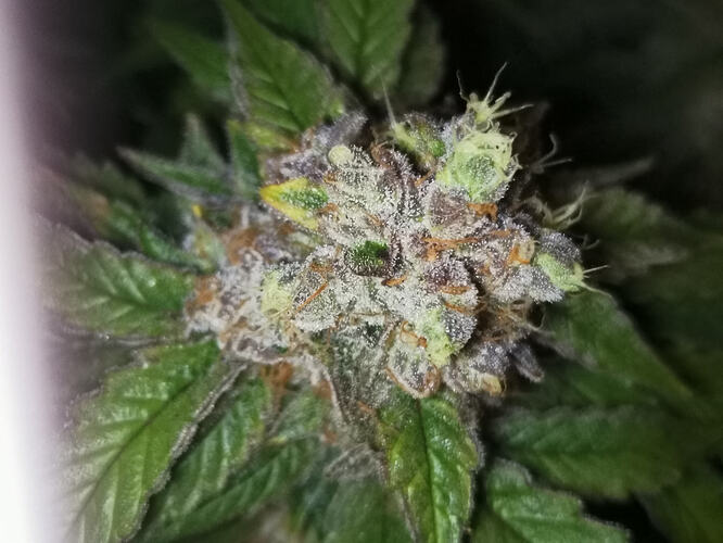 Growreport Bild 7