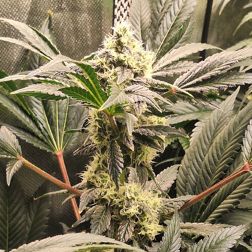 Growreport Bild 6