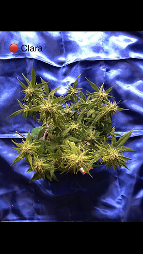 Growreport Bild 15
