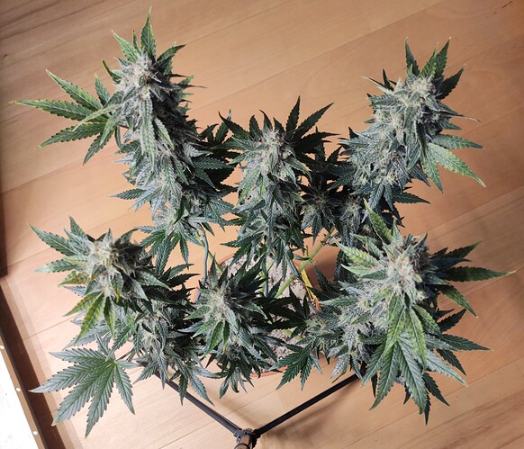 Growreport Bild 43
