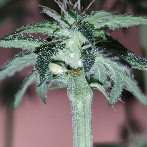 Growreport Bild 4